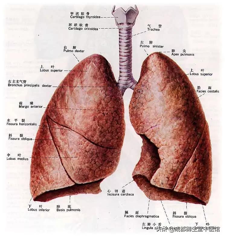 养肺小技巧（做什么动作可以养肺）